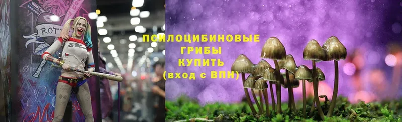 Псилоцибиновые грибы Psilocybe  Тольятти 